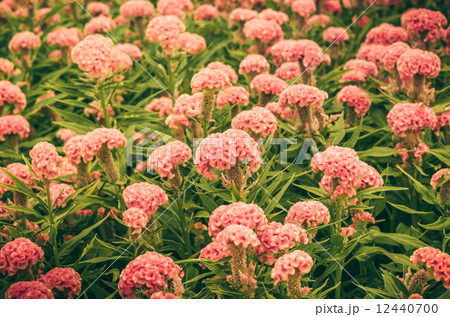 Orange Celosia or Wool flowers or Cockscomb flower vintage 12440700