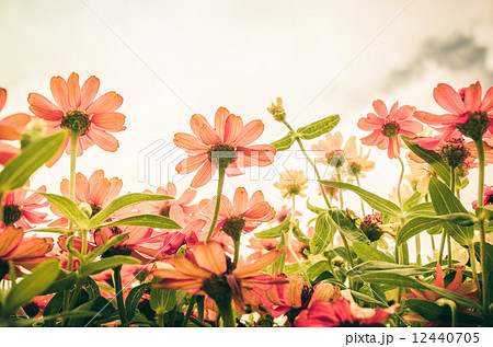 Zinnia angustifolia flowers vintage 12440705