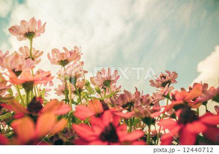 Zinnia angustifolia flowers vintage Zinnia angustifolia flowers vintage 12440712