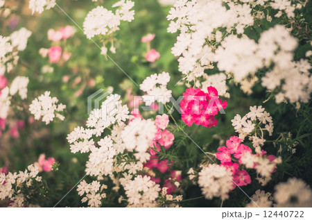 Wild little flowers vintage Wild little flowers vintage 12440722