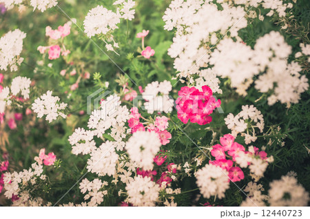 Wild little flowers vintage 12440723