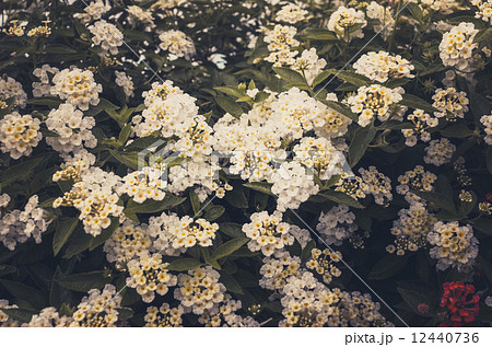 Lantana or Wild sage or Cloth of gold vintage 12440736