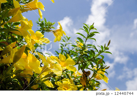 Golden Trumpet flower or Allamanda cathartica 12440744