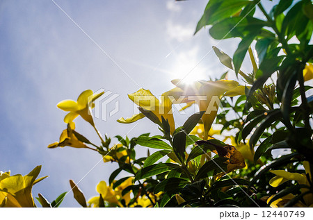 Golden Trumpet flower or Allamanda cathartica 12440749
