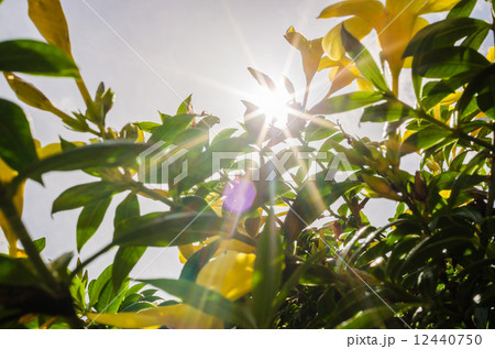 Golden Trumpet flower or Allamanda cathartica 12440750