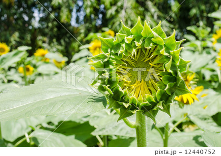 Helianthus or Sunflower 12440752