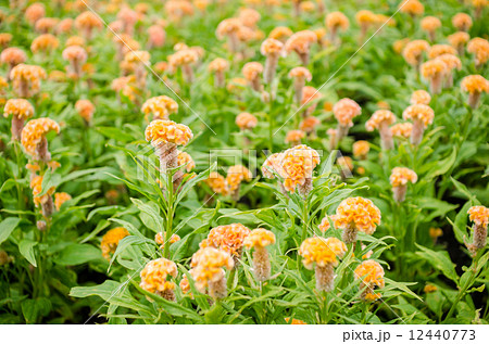 Celosia or Wool flowers or Cockscomb flower 12440773