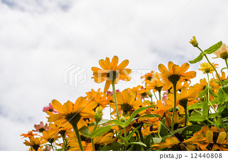 Zinnia angustifolia flowers 12440808