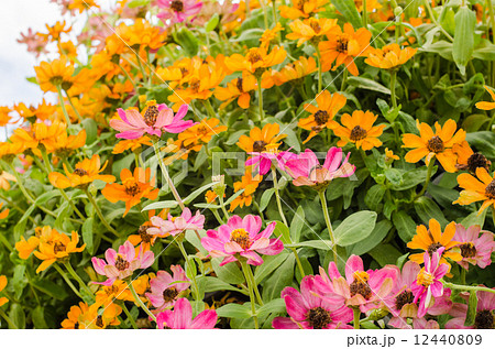 Zinnia angustifolia flowers 12440809