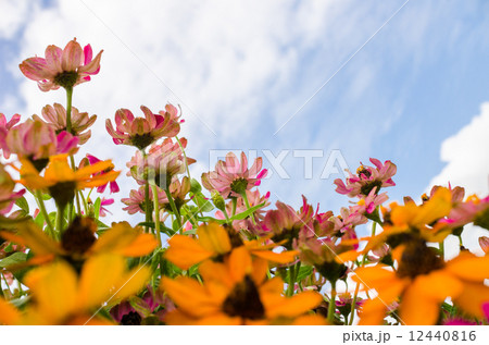 Zinnia angustifolia flowers Zinnia angustifolia flowers 12440816