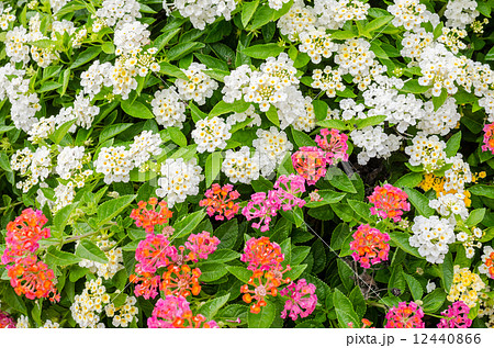 Lantana or Wild sage or Cloth of gold 12440866