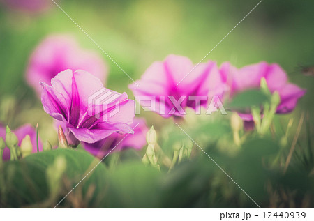 Morning glory or Convolvulaceae flowers vintage Morning glory or Convolvulaceae flowers vintage 12440939