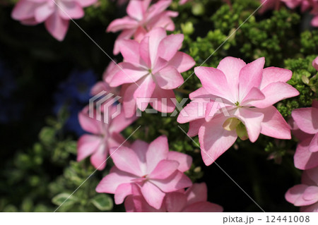 アジサイ アジサイ 12441008