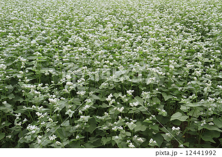 蕎麦の花 蕎麦の花 12441992
