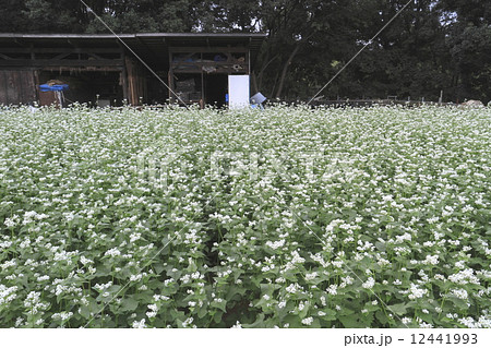 蕎麦の花 蕎麦の花 12441993