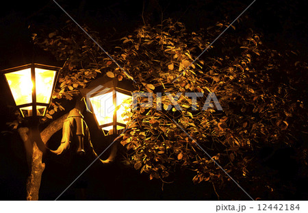 night lights on autumn trees in park night lights on autumn trees in park 12442184