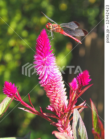 アキアカネ アキアカネ 12442423