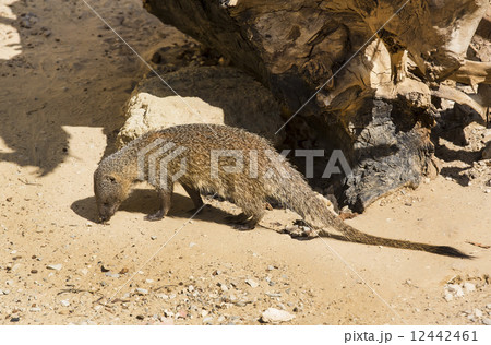 mongoose in the wild national, nature nobody mongoose in the wild national, nature nobody 12442461
