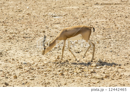Young antelope on desert background horns impala 12442465