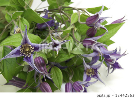 beautiful flowers in close-up shot on a white background 12442563