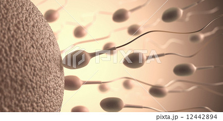 Reproduction Reproduction 12442894