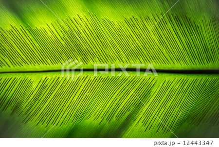 The spore of Fern leaf The spore of Fern leaf 12443347