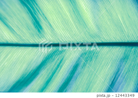 Stem of life (blue leaf) Stem of life (blue leaf) 12443349