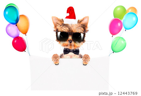christmas dog as santa with banner 12443769