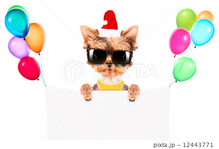 christmas dog as santa with banner 12443771