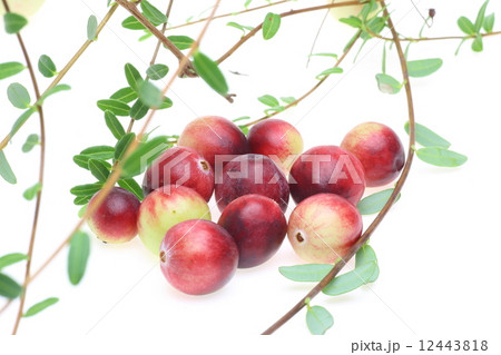 クランベリー クランベリー 12443818