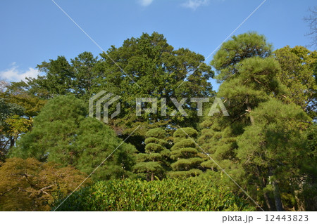 緑のある風景 緑のある風景 12443823