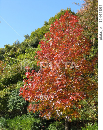 アメリカフウの紅葉 アメリカフウの紅葉 12443892