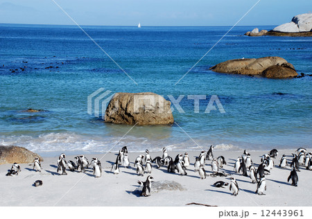penguin colony on the ocean beach near Capetown 12443961