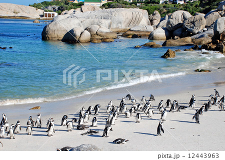 penguin colony on the ocean beach near Capetown 12443963