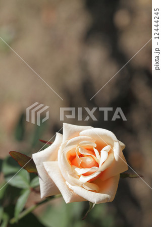 サフラノ・バラ 12444245