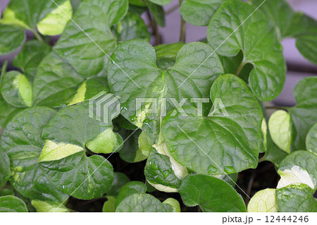 斑入りフタバアオイの葉と雨雫 12444246