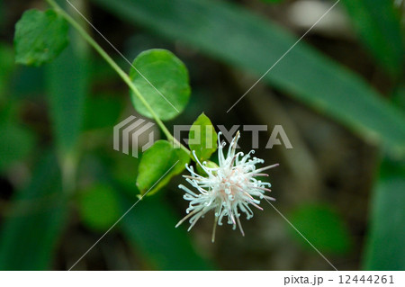 コウヤボウキの花 12444261
