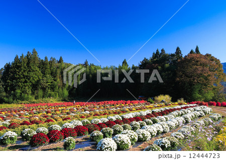 小菊とホウキグサの紅葉 12444723