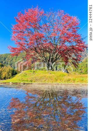 明川豆桜の紅葉2 明川豆桜の紅葉2 12444761