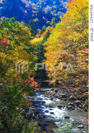 照葉峡2014-5 照葉峡2014-5 12444766