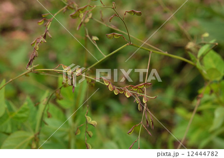 植物・ヌスビトハギ　マメ科 12444782