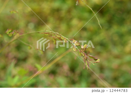 植物・ヌスビトハギ　マメ科 12444783
