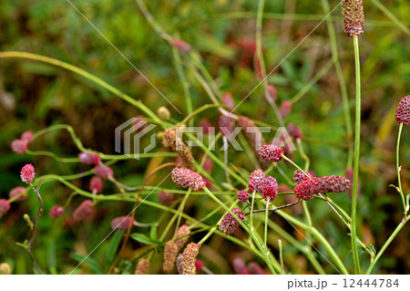 植物・ナカボノアカワレモコウ　バラ科 12444784