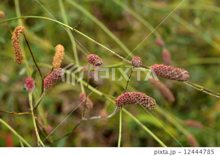 植物・ナカボノアカワレモコウ　バラ科 12444785