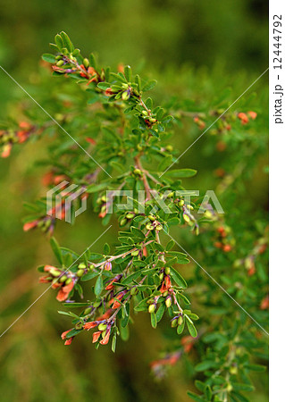 植物・メドハギ　マメ科 12444792