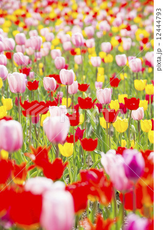 チューリップ 12444793