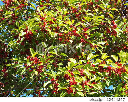 クロガネモチ 12444867