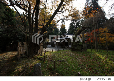 常照皇寺の紅葉 12445136