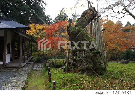 常照皇寺の紅葉 常照皇寺の紅葉 12445139