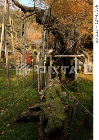 常照皇寺の紅葉 12445166